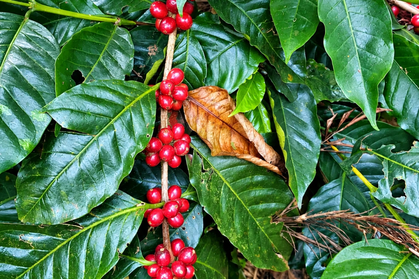 Ripe red cherry ready to come off the branch during the estate harvest