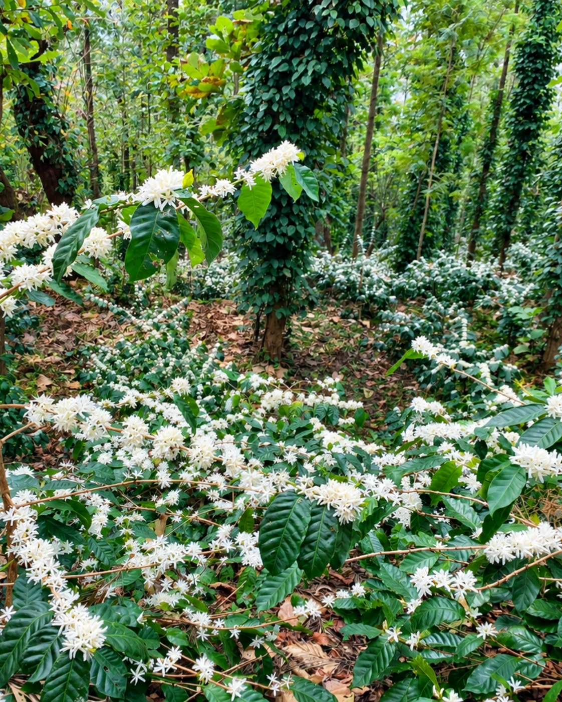White coffee blossom opening across the estate rows after the first spring rain