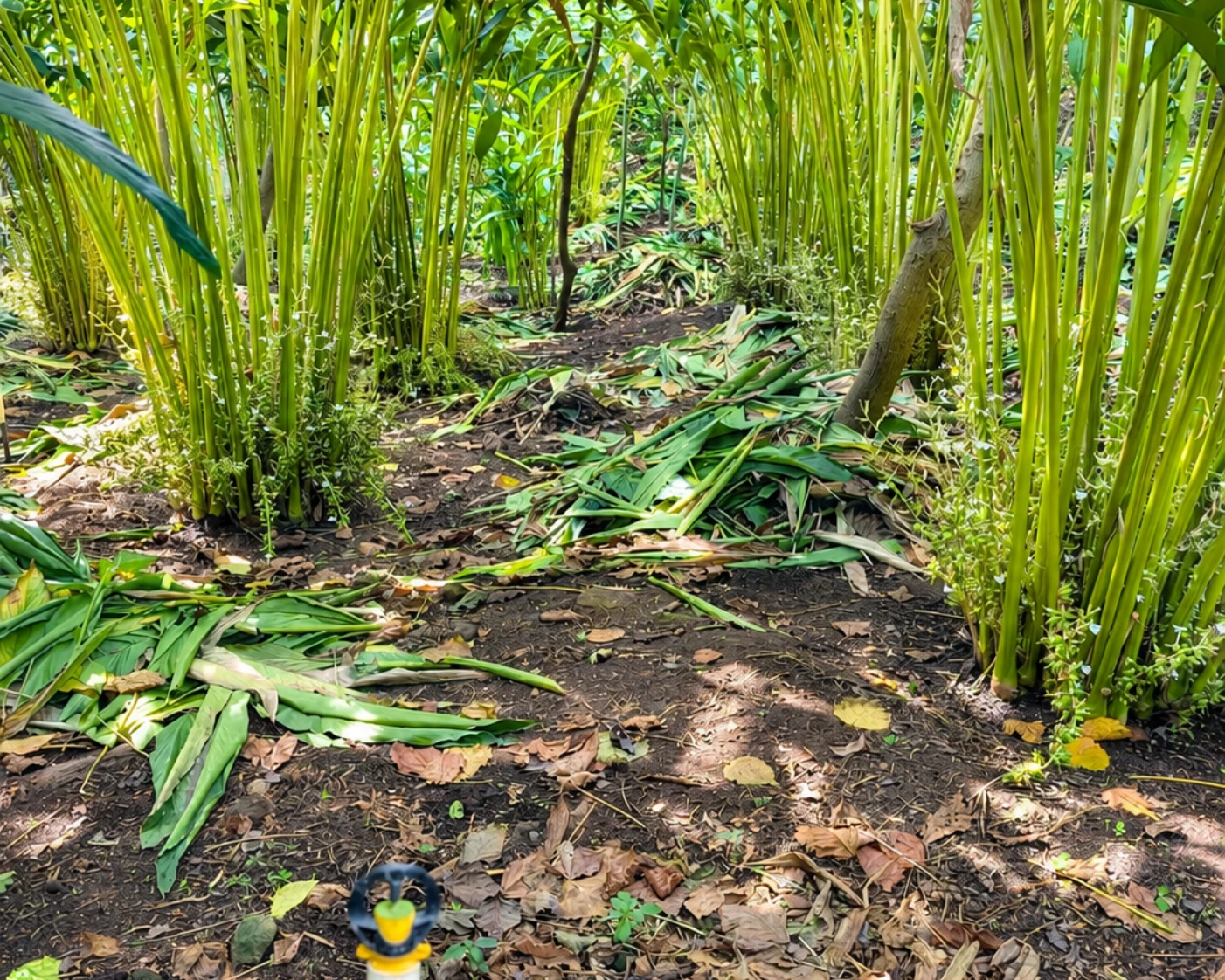 Rows of cardamom plants growing in deep shade between the estate coffee blocks
