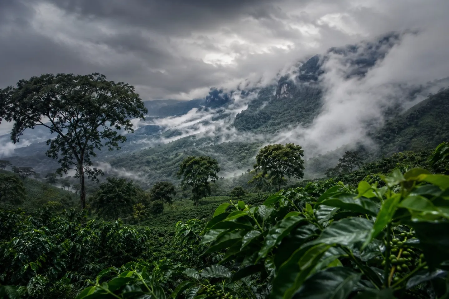 Monsoon cloud moving over the forested Shevaroy ridge above the estate