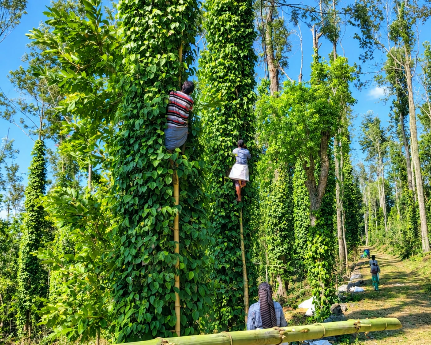 A long-serving keeper harvesting black pepper from a vine trained up an estate shade tree