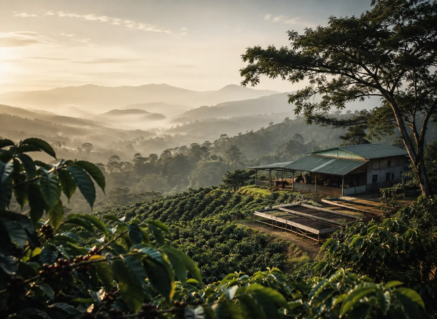 Rolling misty ridges falling away below the estate at first light