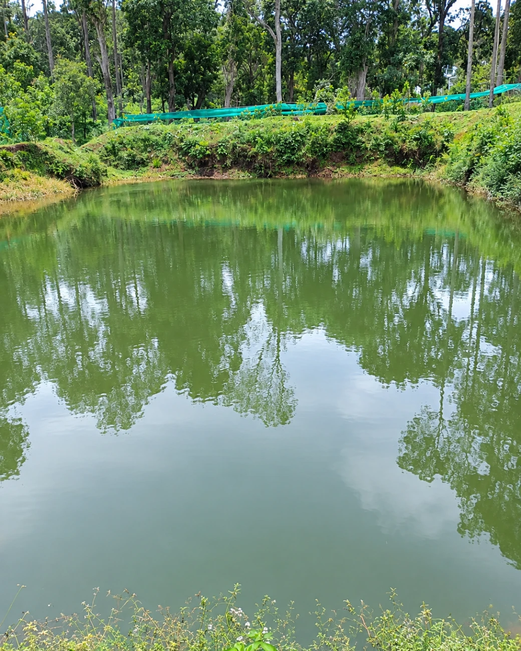 A pond cut into the low corner of the estate, banked and planted around its edge