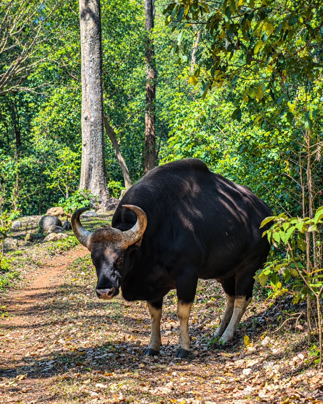 An Indian gaur standing in the shade of the estate canopy