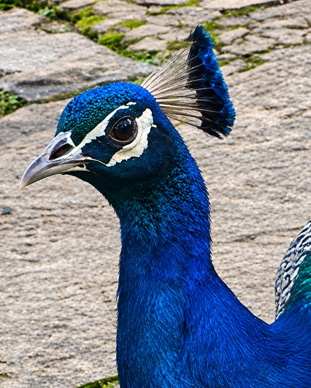 A peacock in an open clearing on the estate